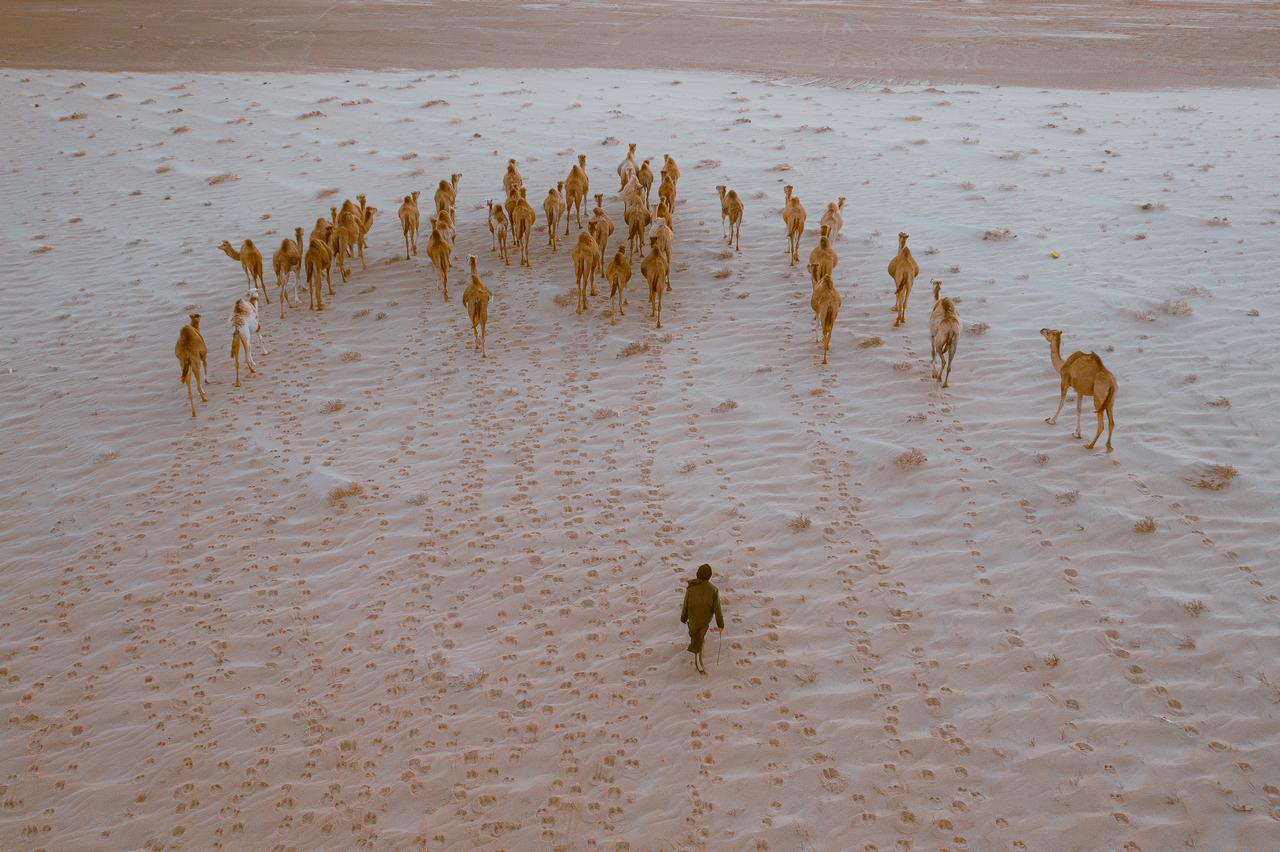 4x4 desert excursion through golden Saharan sand dunes near Dakhla, exploring remote landscapes and wildlife